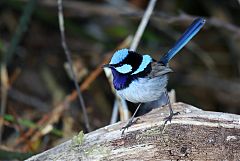 Superb Fairywren